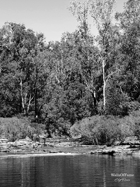 Grove, Land, Nature, Outdoors, Pond, Rainforest, Tree, Vegetation, Water, Woodland